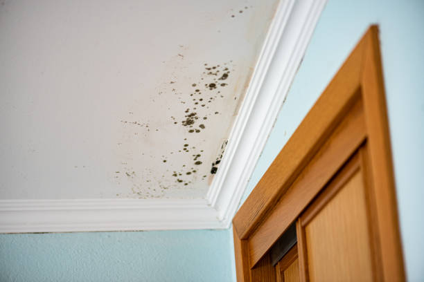 Best Attic Mold Removal  in Xenia, OH