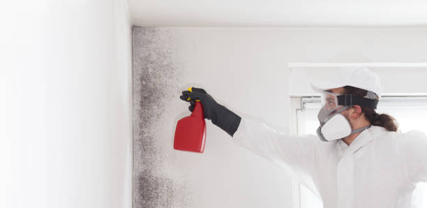 Best Commercial Mold Removal  in Xenia, OH
