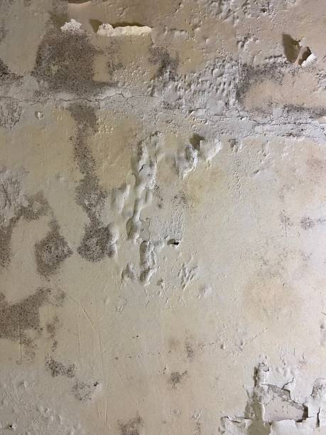 Best Professional Mold Removal  in Xenia, OH
