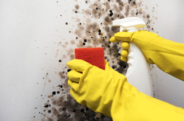 Best Certified Mold Removal  in Xenia, OH
