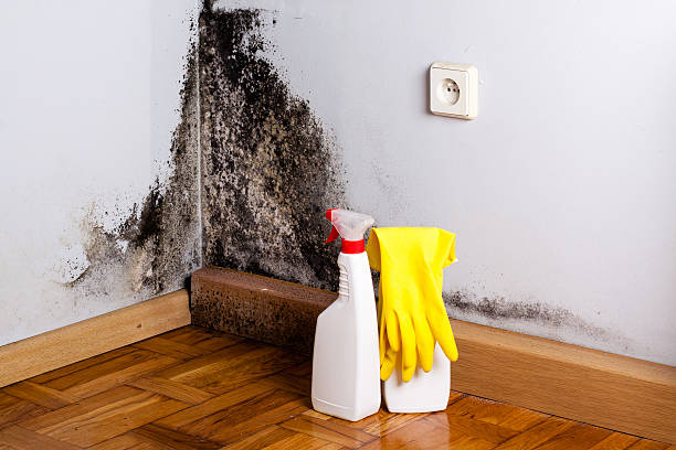 Best Residential Mold Removal  in Xenia, OH